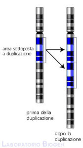 Duplicazioni cromosomiche