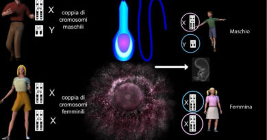 La determinazione del sesso