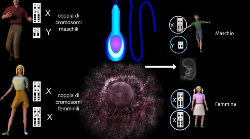 La determinazione del sesso