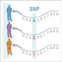 Cosa sono gli SNP-single nucleotide polymorfhism