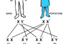 Le modalità di trasmissione delle malattie genetiche