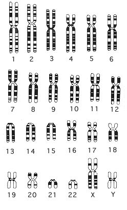 Il Cariotipo o mappa cromosomica