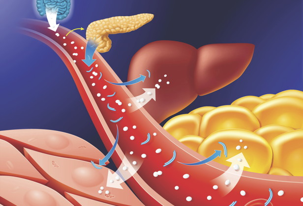 L'importanza del metabolismo del carbonio