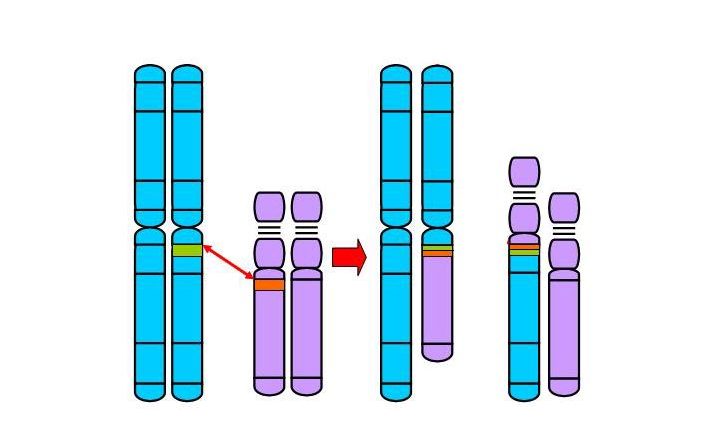 La coppia e l’infertilità per cause genetiche