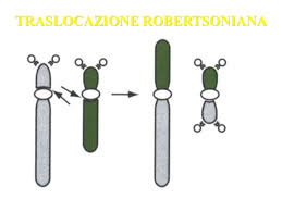 Infertilità e traslocazioni robertsoniane